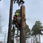 Фото №2 Профессиональное спиливание деревьев любой сложнос