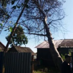 Фото №5 покос выкос травы кустарника бурьяна сухостоя