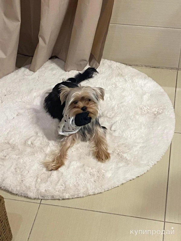 Фото Продам йорка