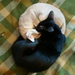 Фото №2 Ориентальные котята