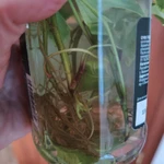 Фото №2 Плющ комнатный Хедера