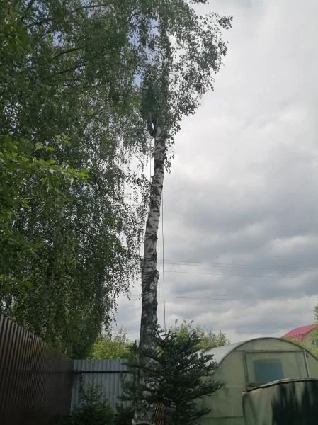 Фото Спил опасных деревьев