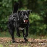 Фото №3 Чёрный богатырь Макс в добрые руки