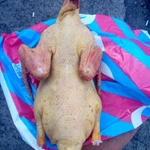 фото Мясо уток домашние