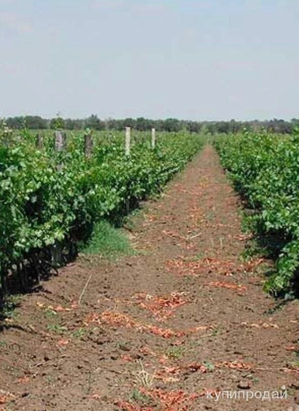 Фото Виноградники 400 Га