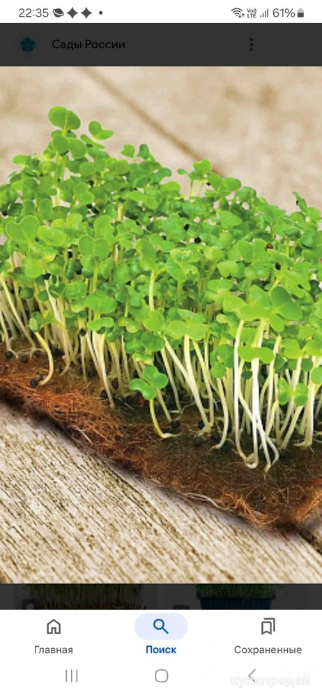 Фото Микрозелень свао