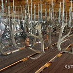 Фото №3 Панты марала