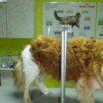Ветеринарный врач, стрижка животных