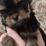 Фото №3 Продажа щенков