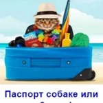 Ветеринарный паспорт для вывоза животных