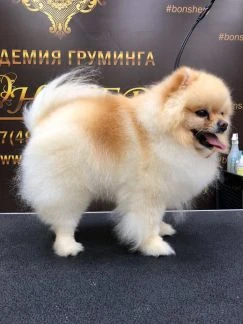 Фото Стрижка собак и кошек