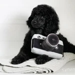 Щенки пуделя