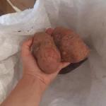 Фото №2 Домашняя картошка