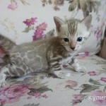 Фото №10 Бенгальские котята - мальчики и девочки