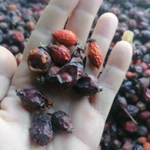 Фото №6 Шиповник лесной горный.