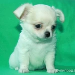 Фото №3 чихуахуа белоснежный мальчик шоу