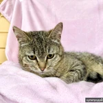 Фото №5 Хома - кот, который делает погоду в доме! В добрые руки