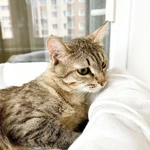 Фото №7 Необыкновенно яркий котик Шелдон в добрые руки