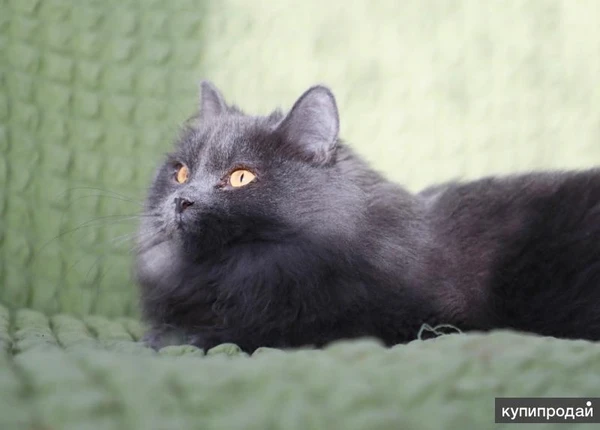 Фото Роскошный красавец нибелунг Ротшильд в добрые руки