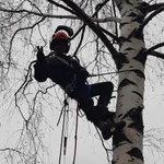 Фото №5 Спил дерева любой сложности расчистка участка