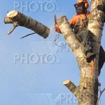 Пилим деревья дерево в луховицах