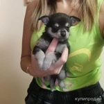 Фото №6 Малыш чихуа