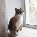 Фото №11 Ласковая трехцветная кошка Триша ищет добрую семью!