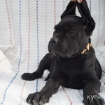 Фото №5 Щенки кане корсо с документами РКФ