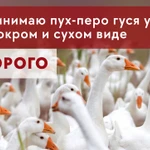 фото приму сырье - пух и перо гусиное и утиное