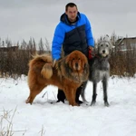 Фото №3 Дрессировка собак Сергиев Посад 