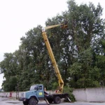 Фото №4 Спилить(спил) удалить дерево в Великом Новгороде