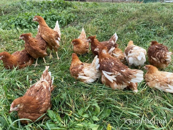 Фото Куры несушки
