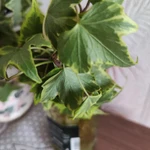 Фото №6 Плющ комнатный Хедера