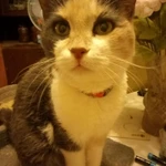 Фото №2 Отдам в добрые руки стерилизованную кошку