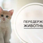 Передержка кошек и собачек