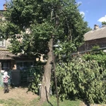 Фото №7 Спил деревьев любой сложности 