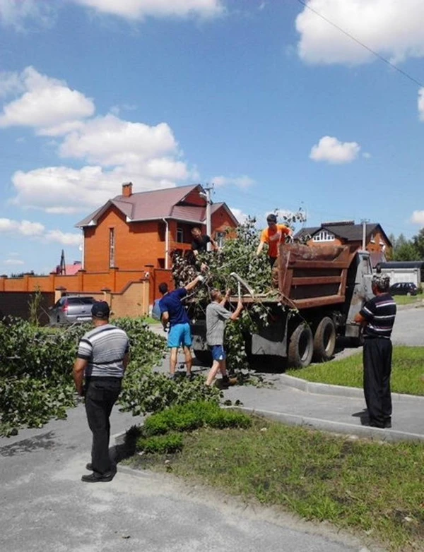 Фото Удаление опасных деревьев деревьев