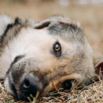 Фото №3 АЛМАЗ ищет ДОМ, 8 мес, 12кг, 30см в холке, Привит.