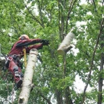 Удаление деревьев оперативно и безопасно