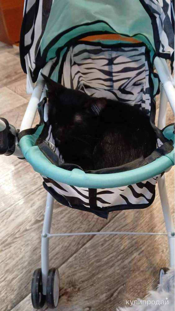 Фото Котенок Балу