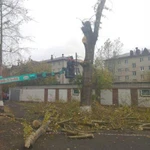 Фото №4 Обрезка, спил деревьев,расчистка участков,благоустройство