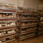 Фото №5 Яйца ПЕРЕПЕЛА домашнего 