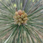 Фото №4 Мёд с пыльцой сосны