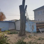 Фото №2 спил деревьев.