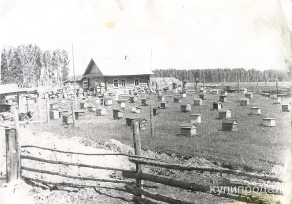 Фото Мёд, трутневой гомогенат, маточное молочко