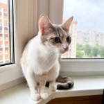 Фото №6 Лика - нежная, теплая, добрая кошка в добрые руки