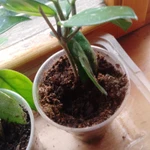 Фото №4 Продаю восковой плющ (лиана)