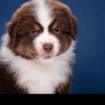 Фото №5 Мини аусси