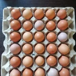 фото Яйцо куриное