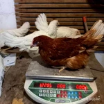 Фото №5 Куры Несушки с доставкой